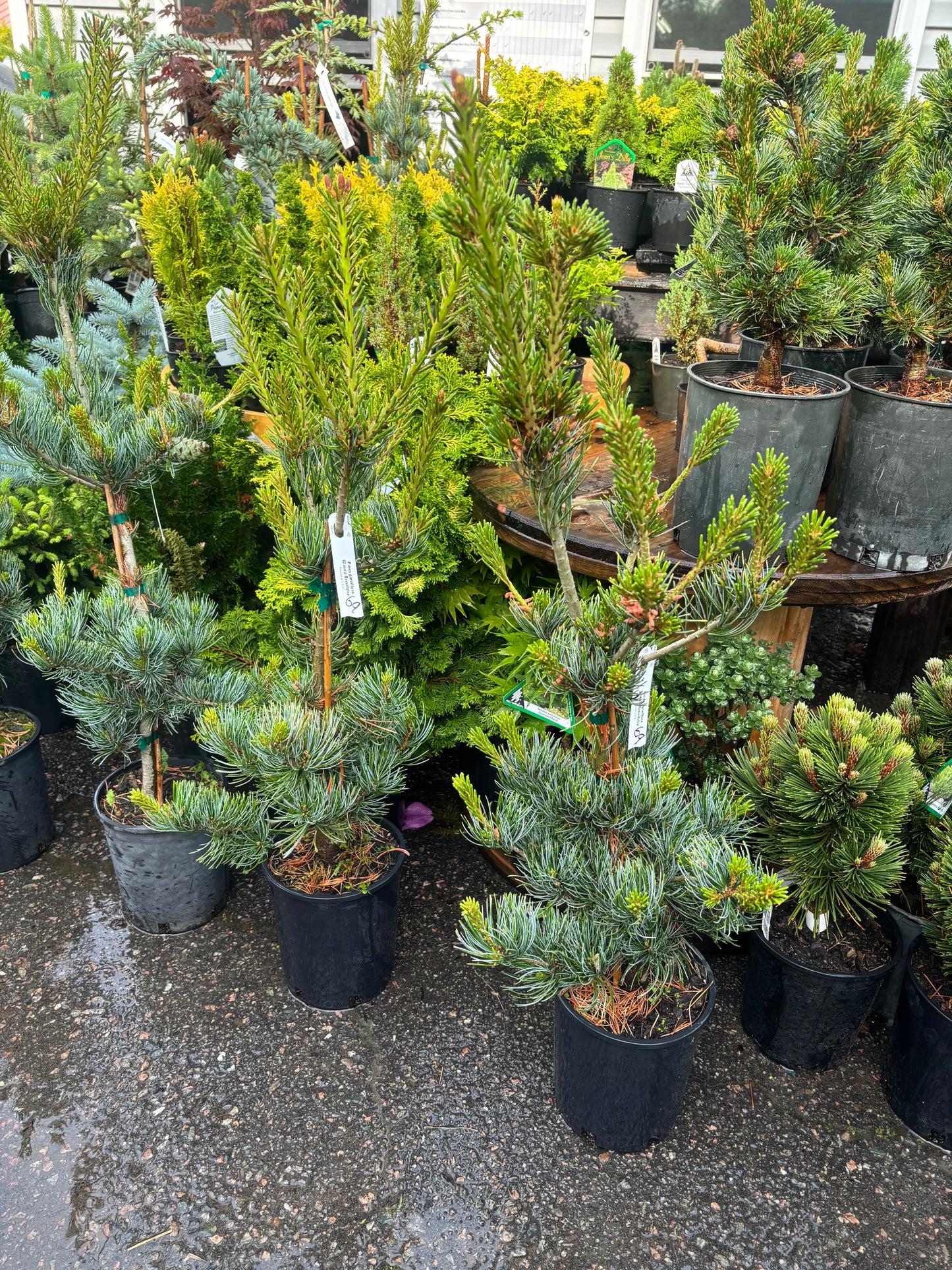 Pinus parviflora ‘Glauca Brevifolia’