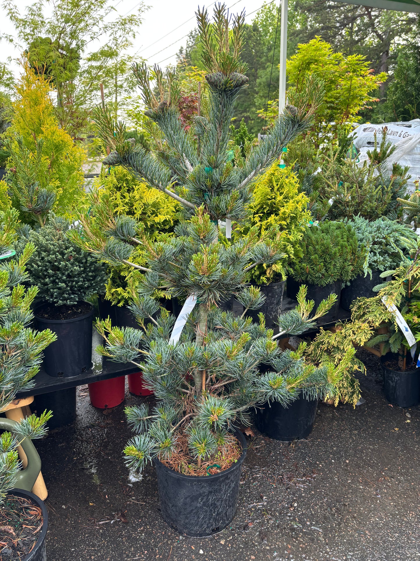 Pinus parviflora ‘Glauca Brevifolia’