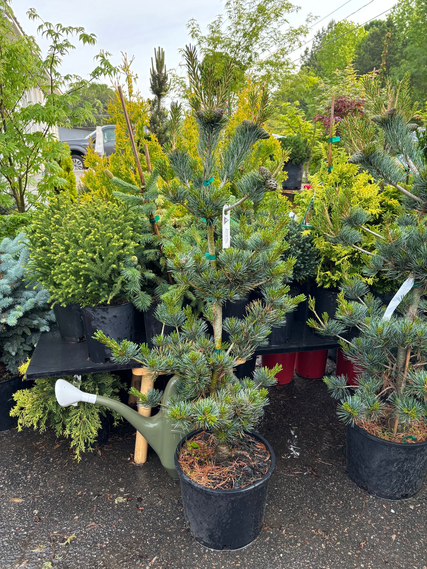 Pinus parviflora ‘Glauca Brevifolia’