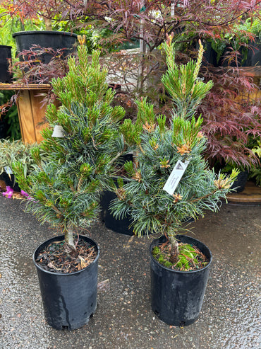 Pinus parviflora ‘Bergman’