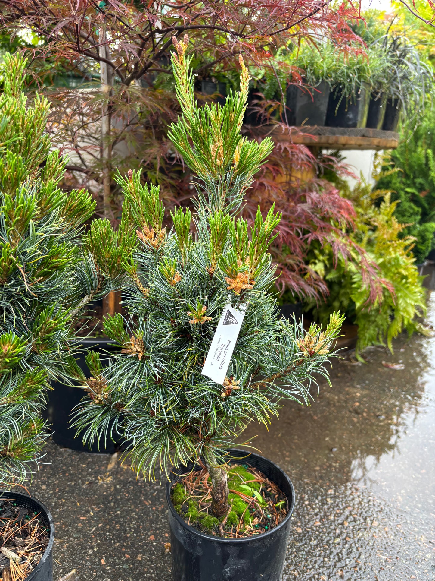 Pinus parviflora ‘Bergman’