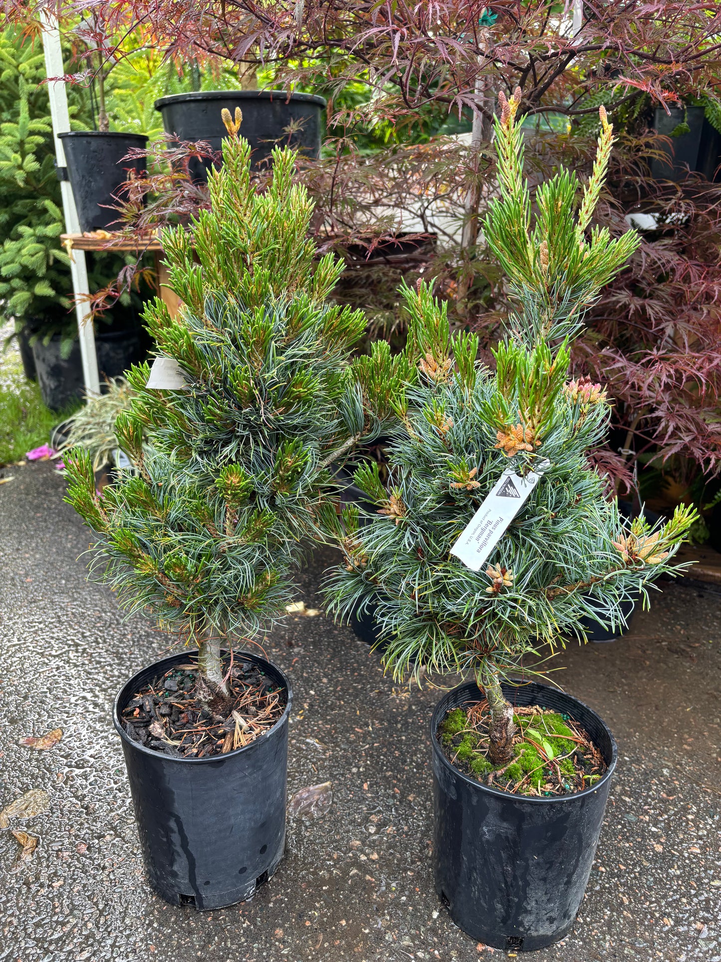 Pinus parviflora ‘Bergman’