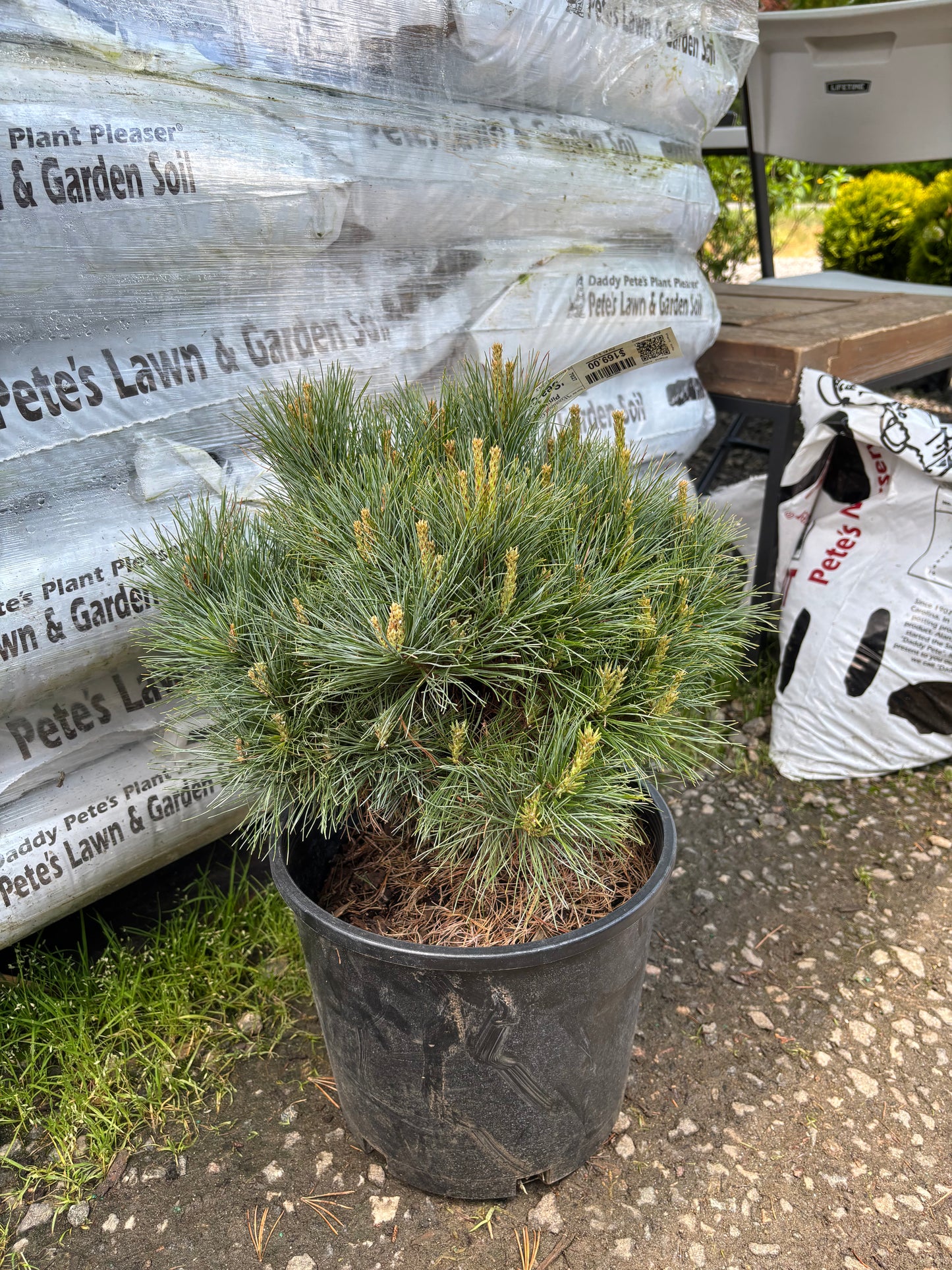 Pinus strobus ‘Sea Urchin’