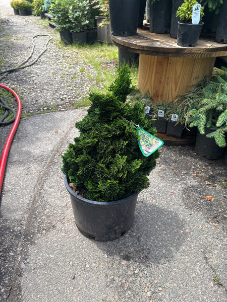 Chamaecyparis obtusa ‘Thoweil’