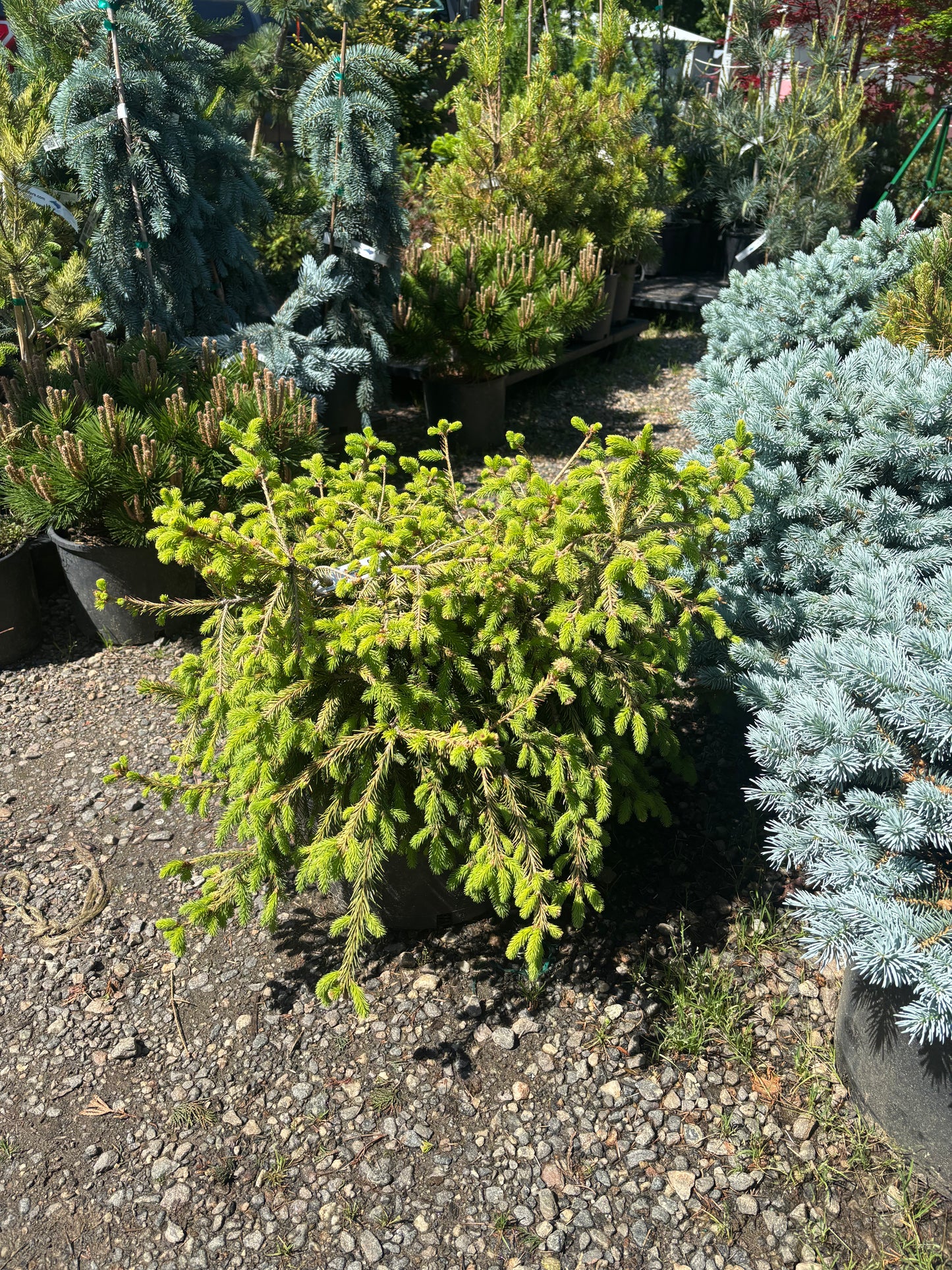 Picea abies ‘Dandylion’