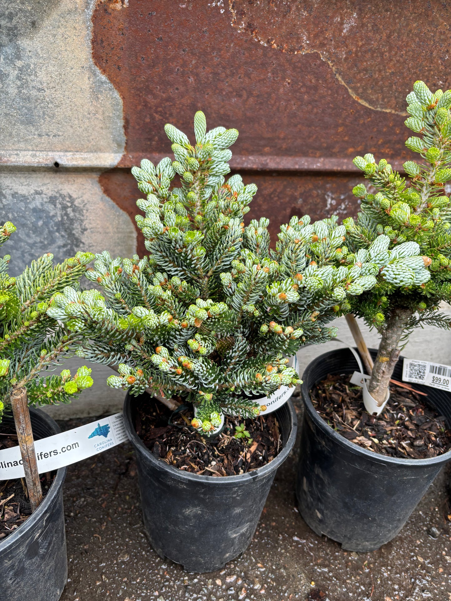 Abies koreana ‘Kohout’s Ice Breaker’ on Firma