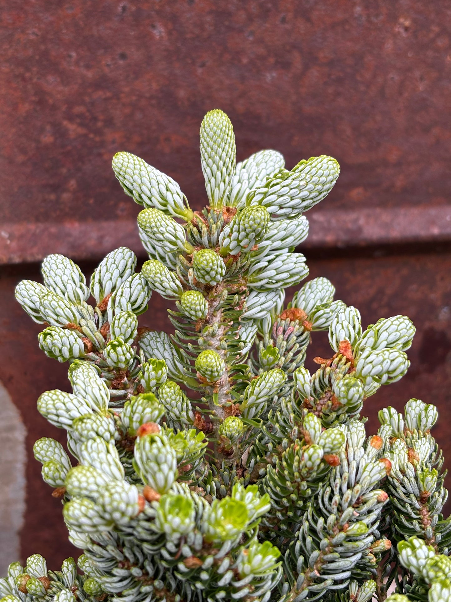 Abies koreana ‘Kohout’s Ice Breaker’ on Firma