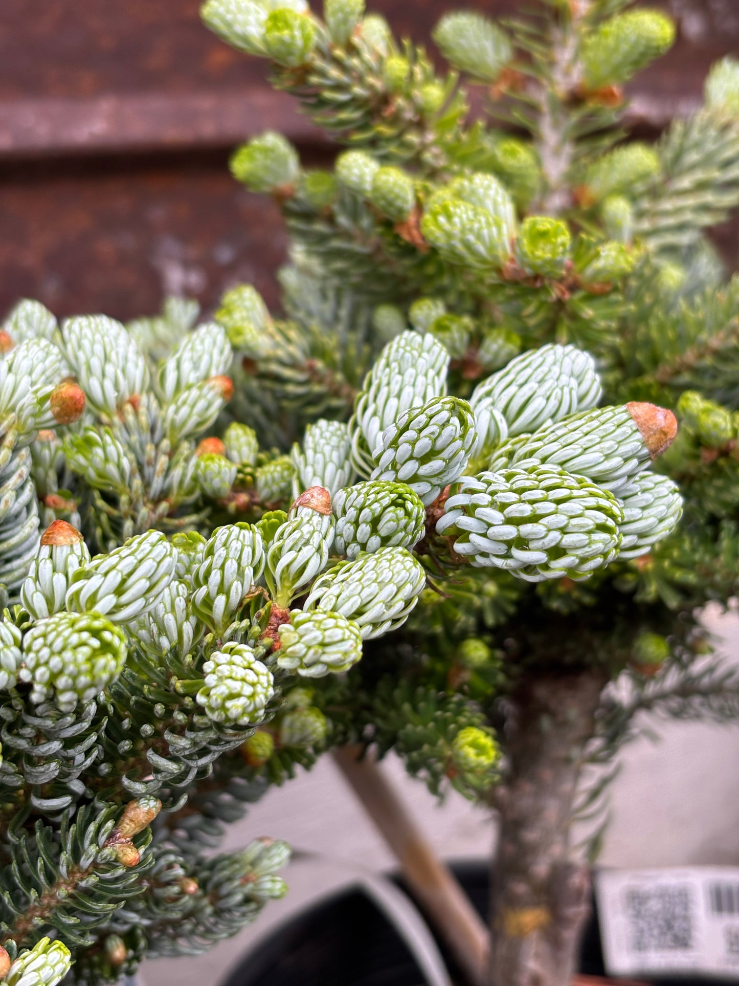 Abies koreana ‘Kohout’s Ice Breaker’ on Firma