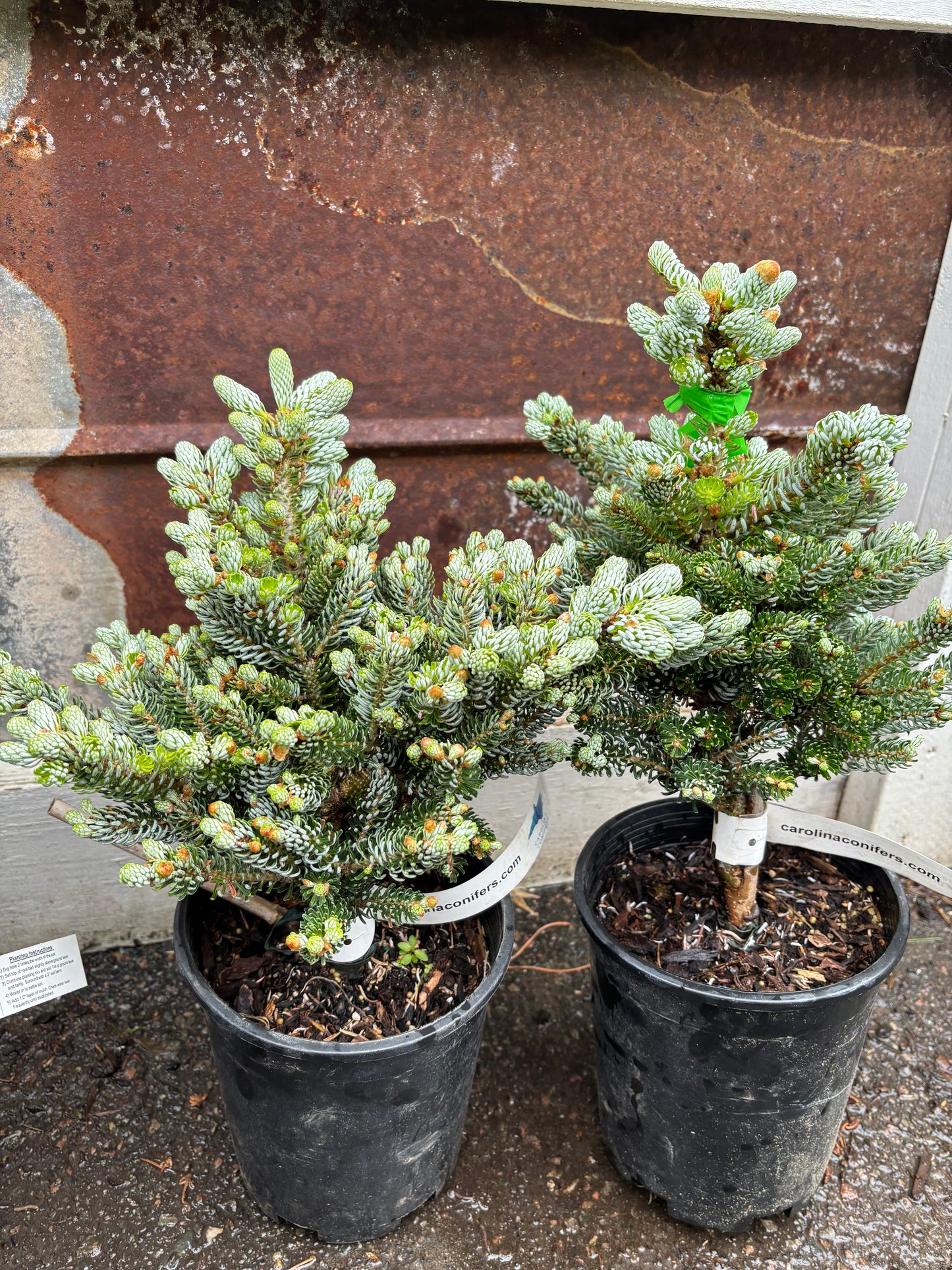 Abies koreana ‘Kohout’s Ice Breaker’ on Firma