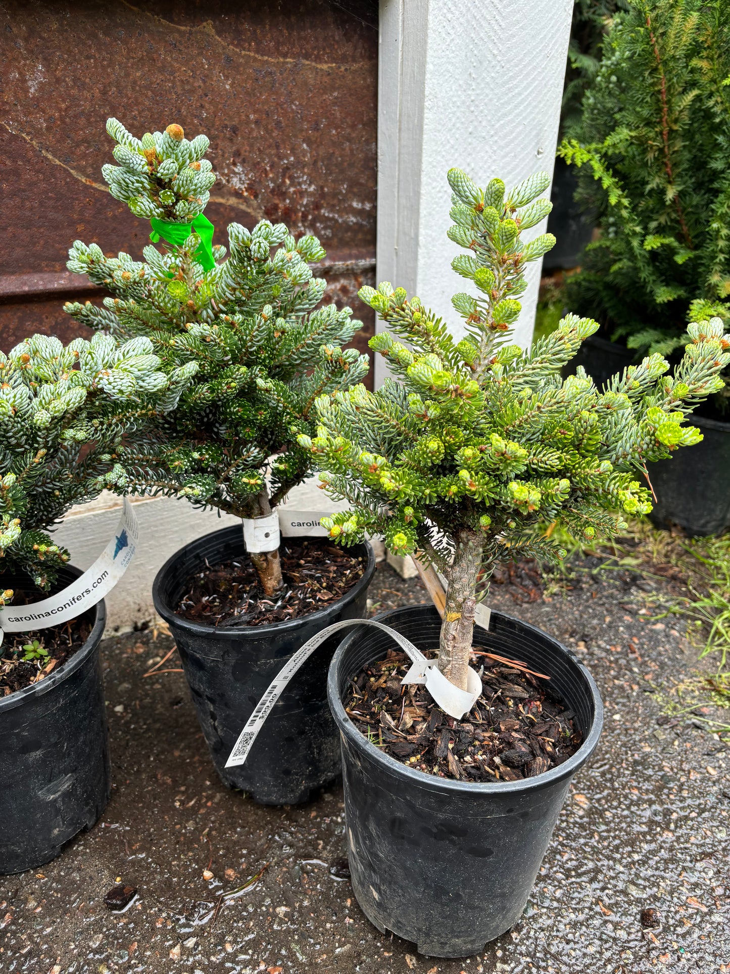 Abies koreana ‘Kohout’s Ice Breaker’ on Firma