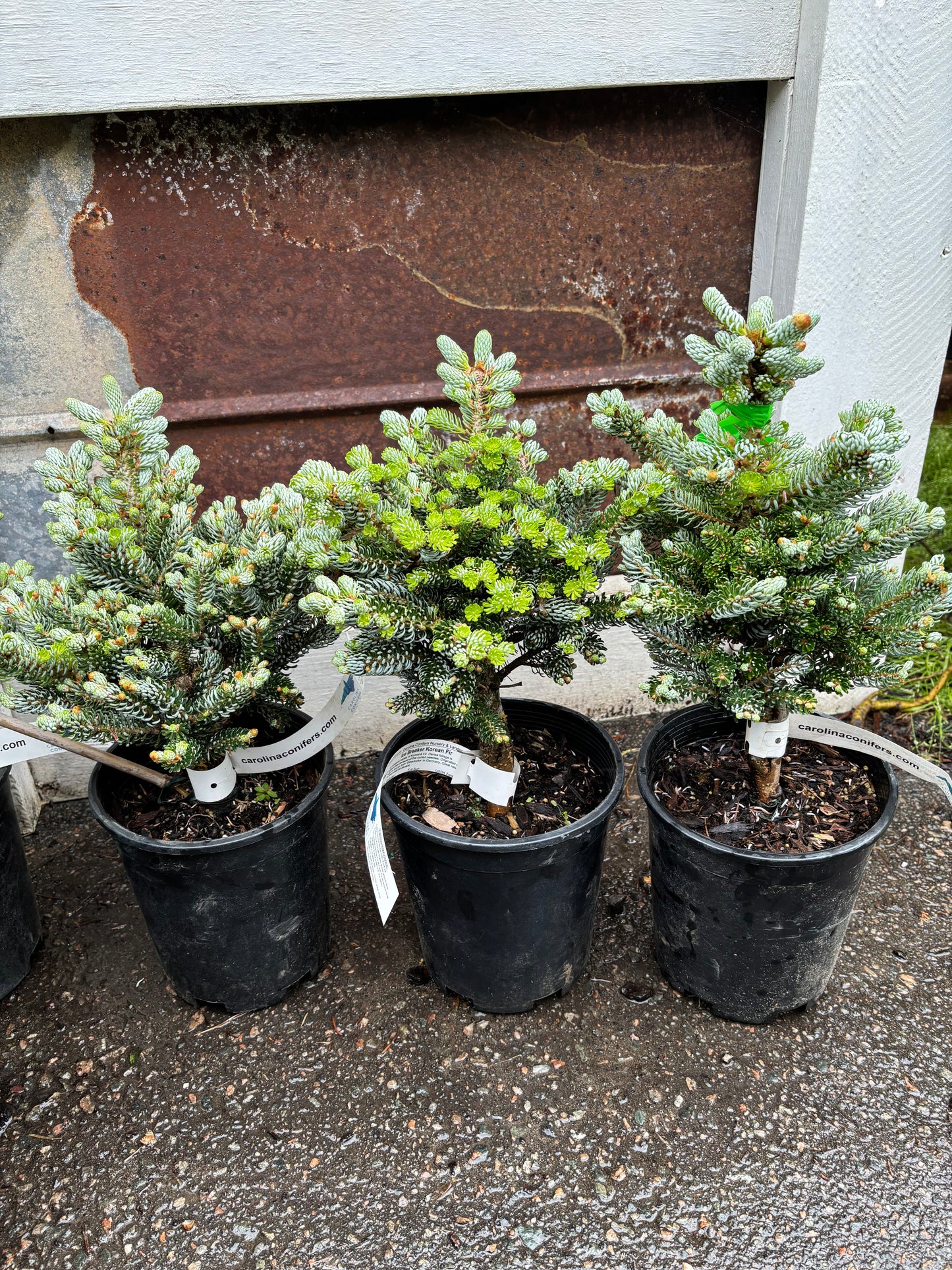 Abies koreana ‘Kohout’s Ice Breaker’ on Firma