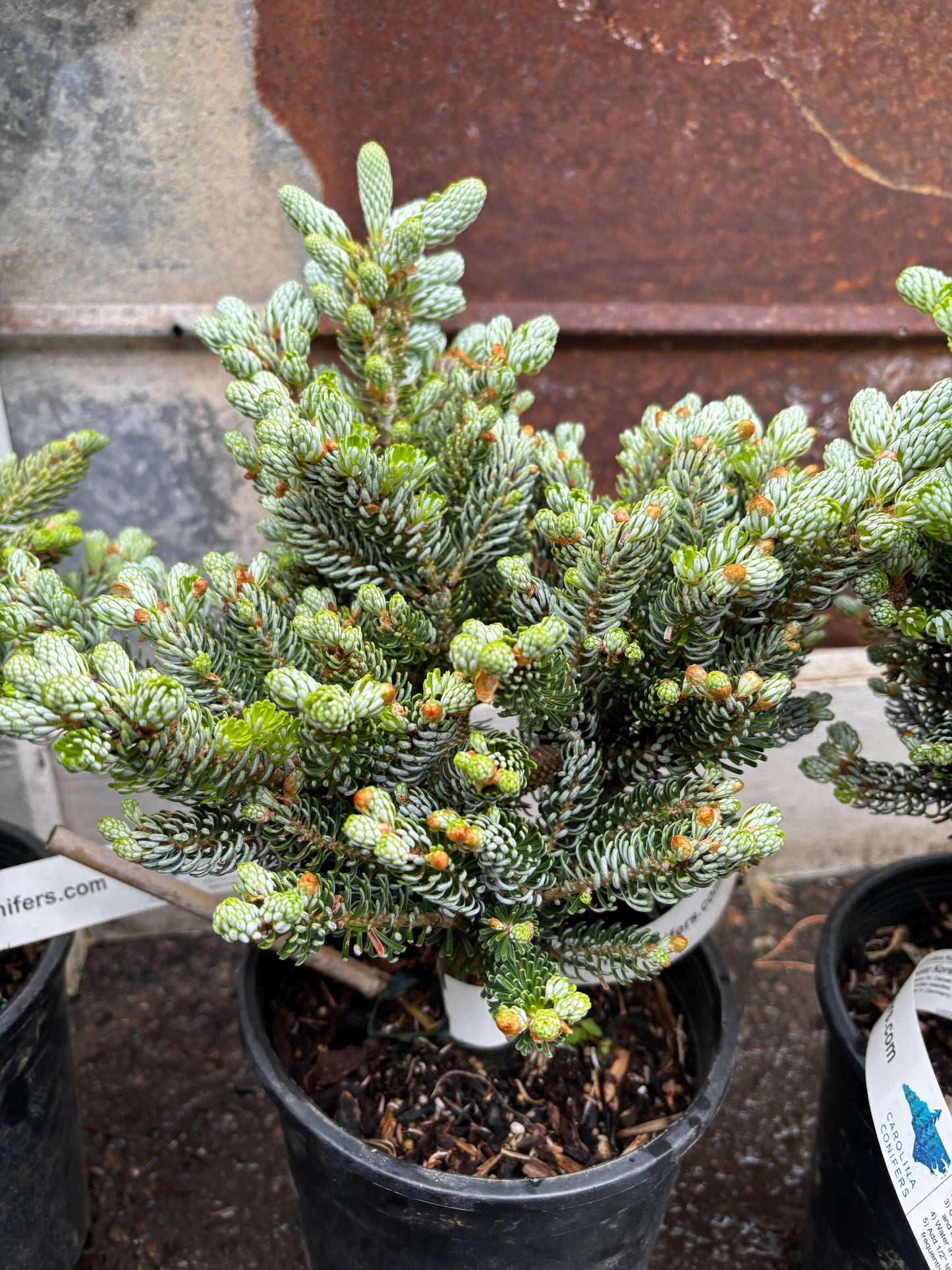 Abies koreana ‘Kohout’s Ice Breaker’ on Firma
