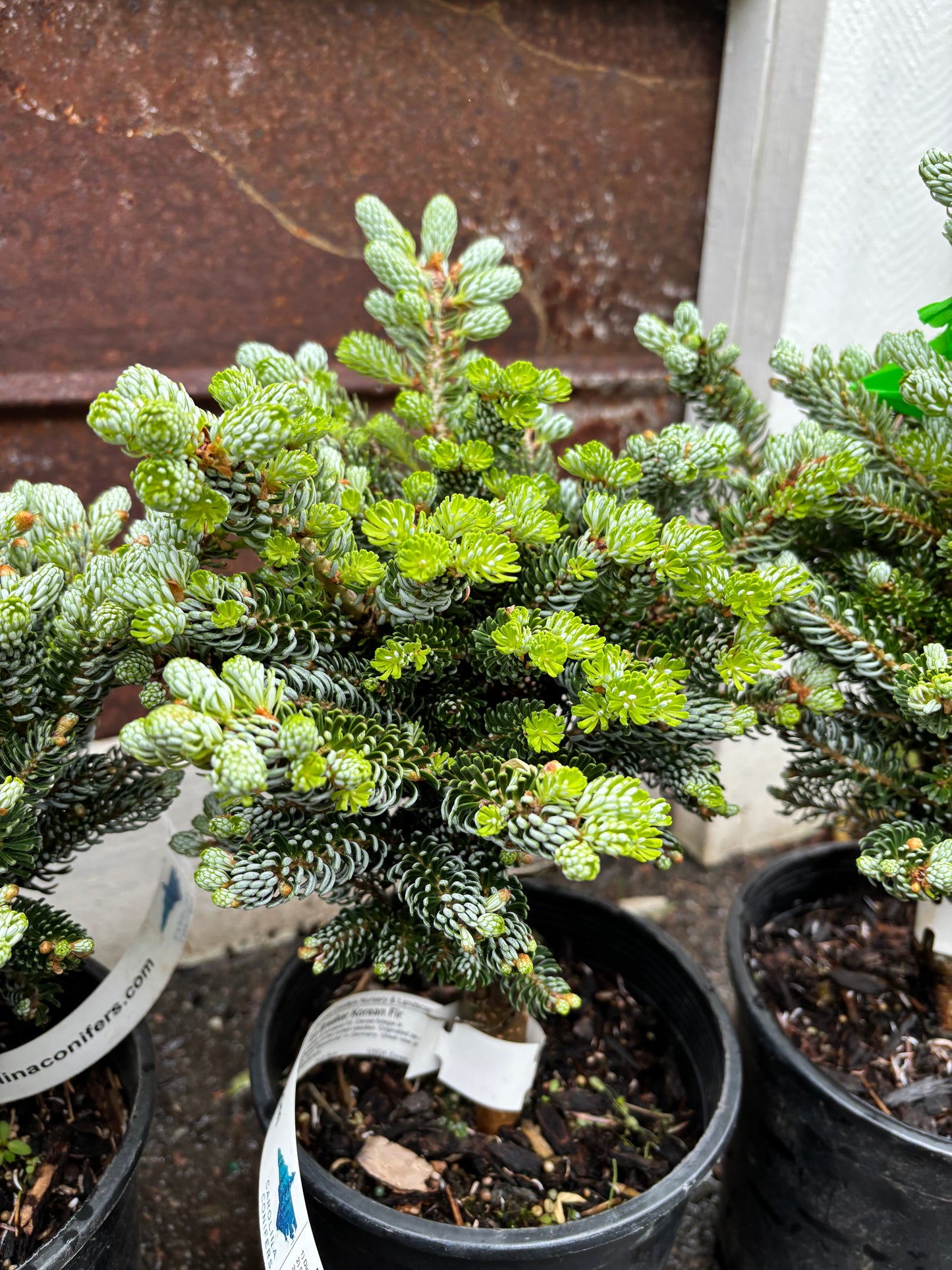 Abies koreana ‘Kohout’s Ice Breaker’ on Firma