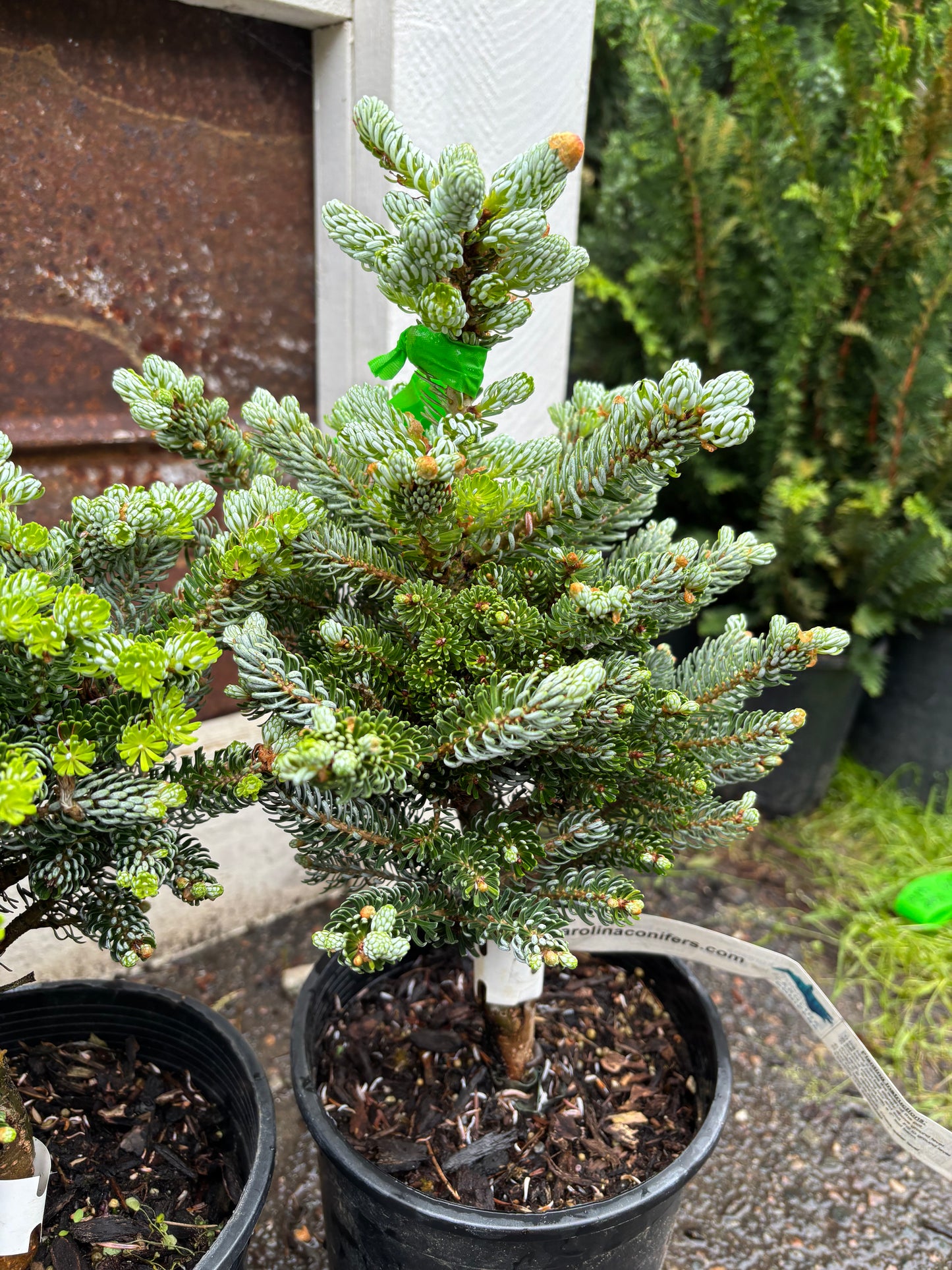 Abies koreana ‘Kohout’s Ice Breaker’ on Firma