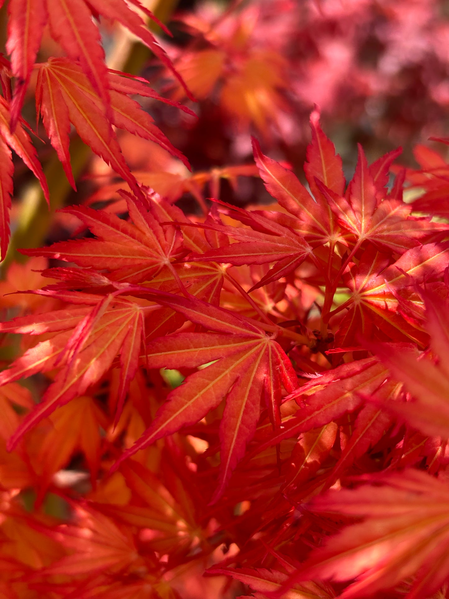 Acer x pseudosieboldianum First Flame®
