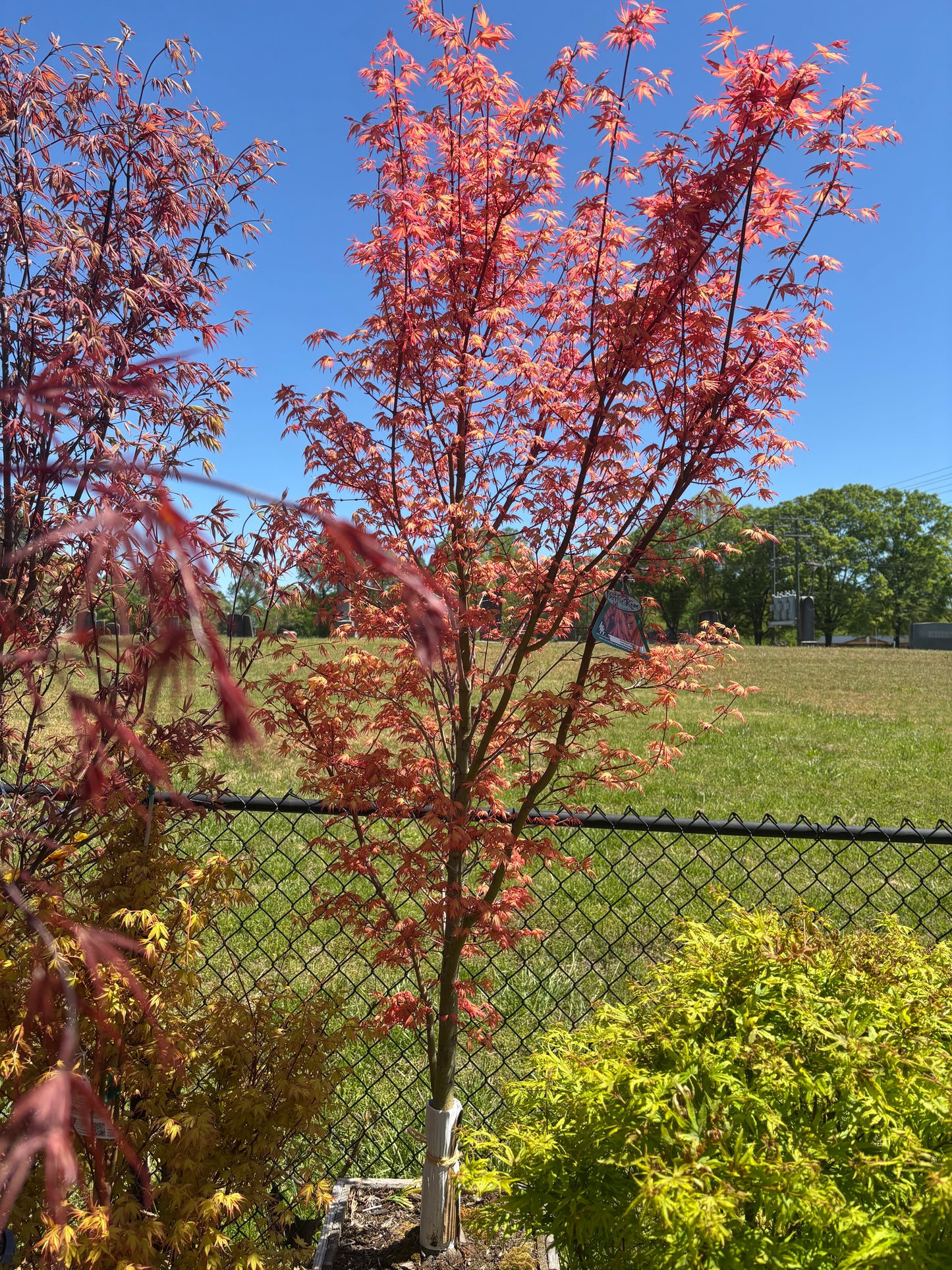 Acer x pseudosieboldianum First Flame®