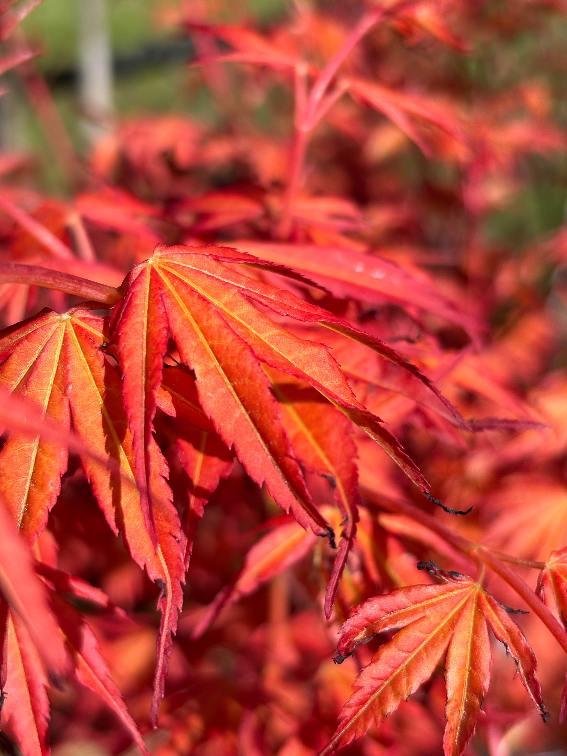 燃える樹 Acer x pseudosieboldianum First Flame® – Carolina Conifers Nursery