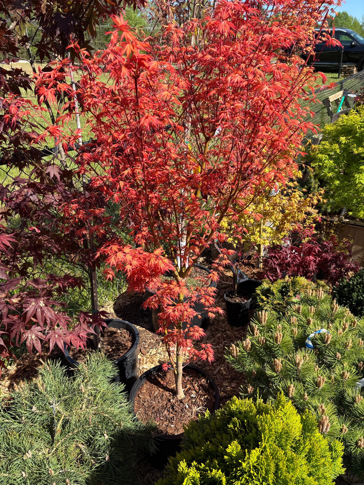 Acer x pseudosieboldianum First Flame®