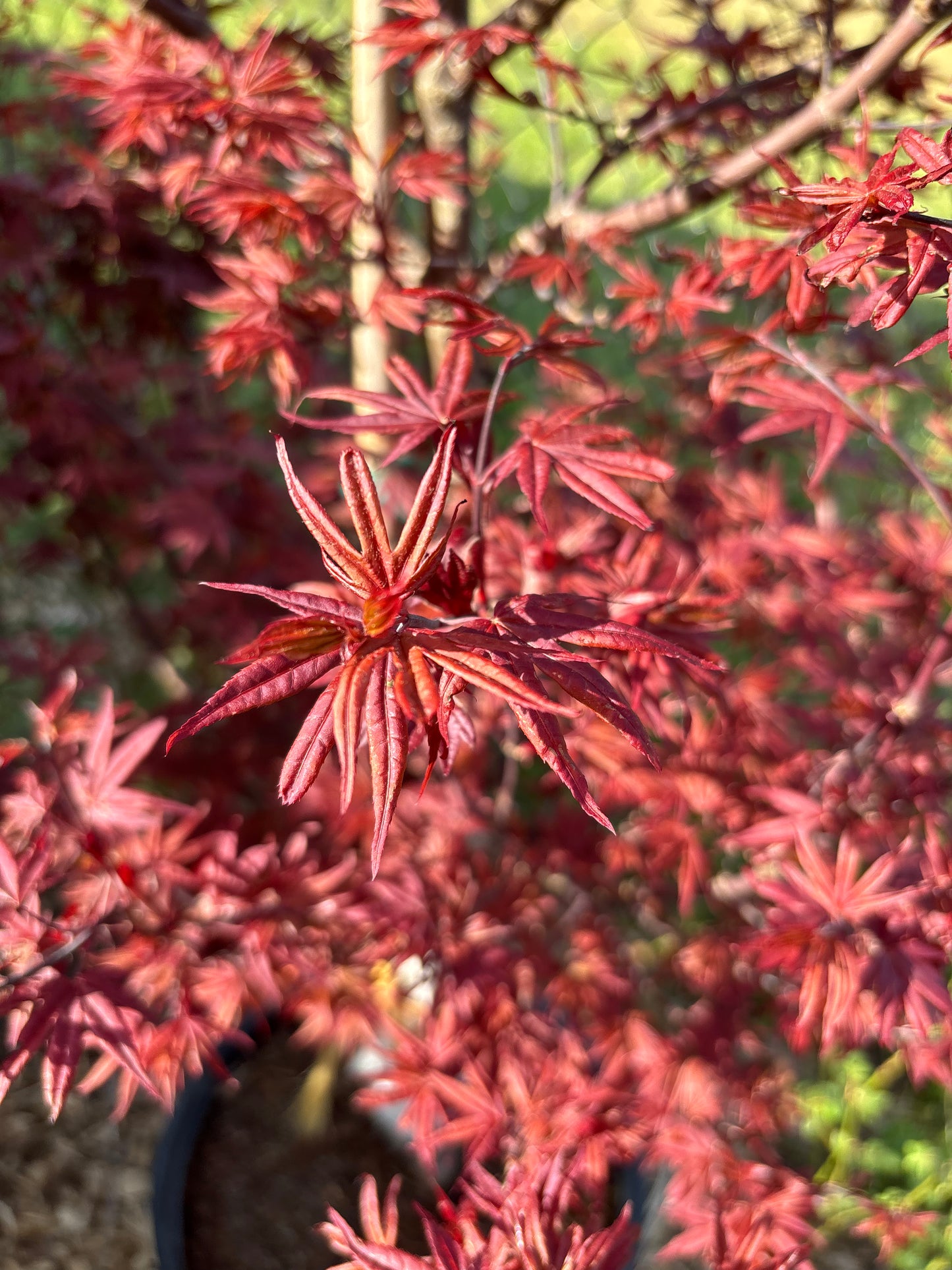Acer palmatum 'Twombly's Red Sentinel'