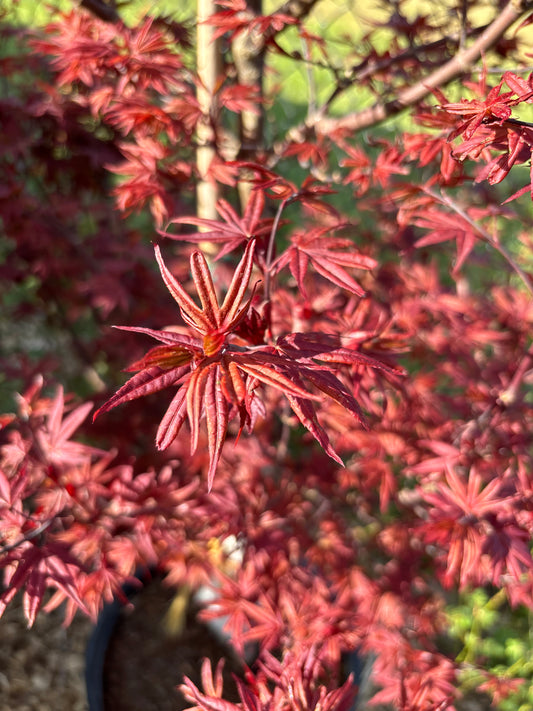 Acer palmatum 'Twombly's Red Sentinel'