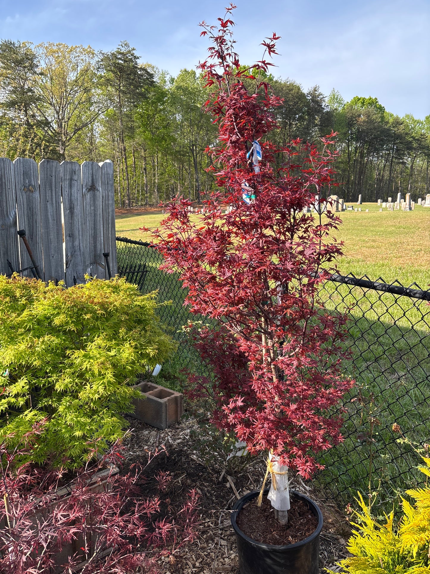 Acer palmatum 'Twombly's Red Sentinel'
