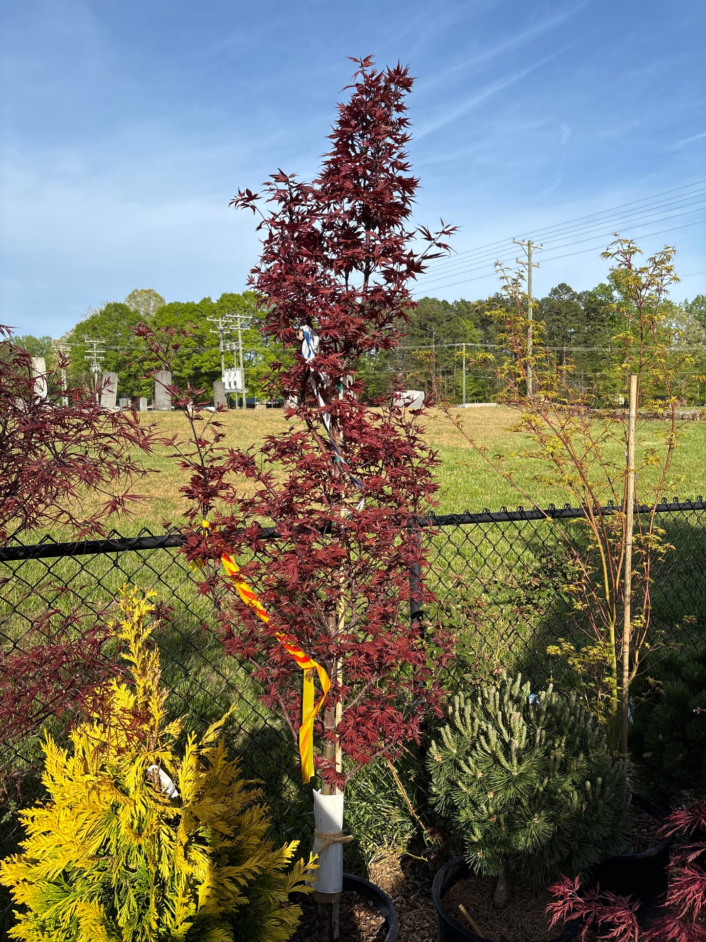 Acer palmatum 'Twombly's Red Sentinel'