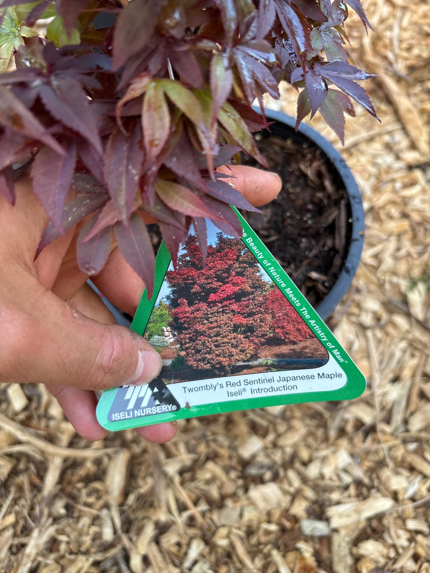 Acer palmatum 'Twombly's Red Sentinel'