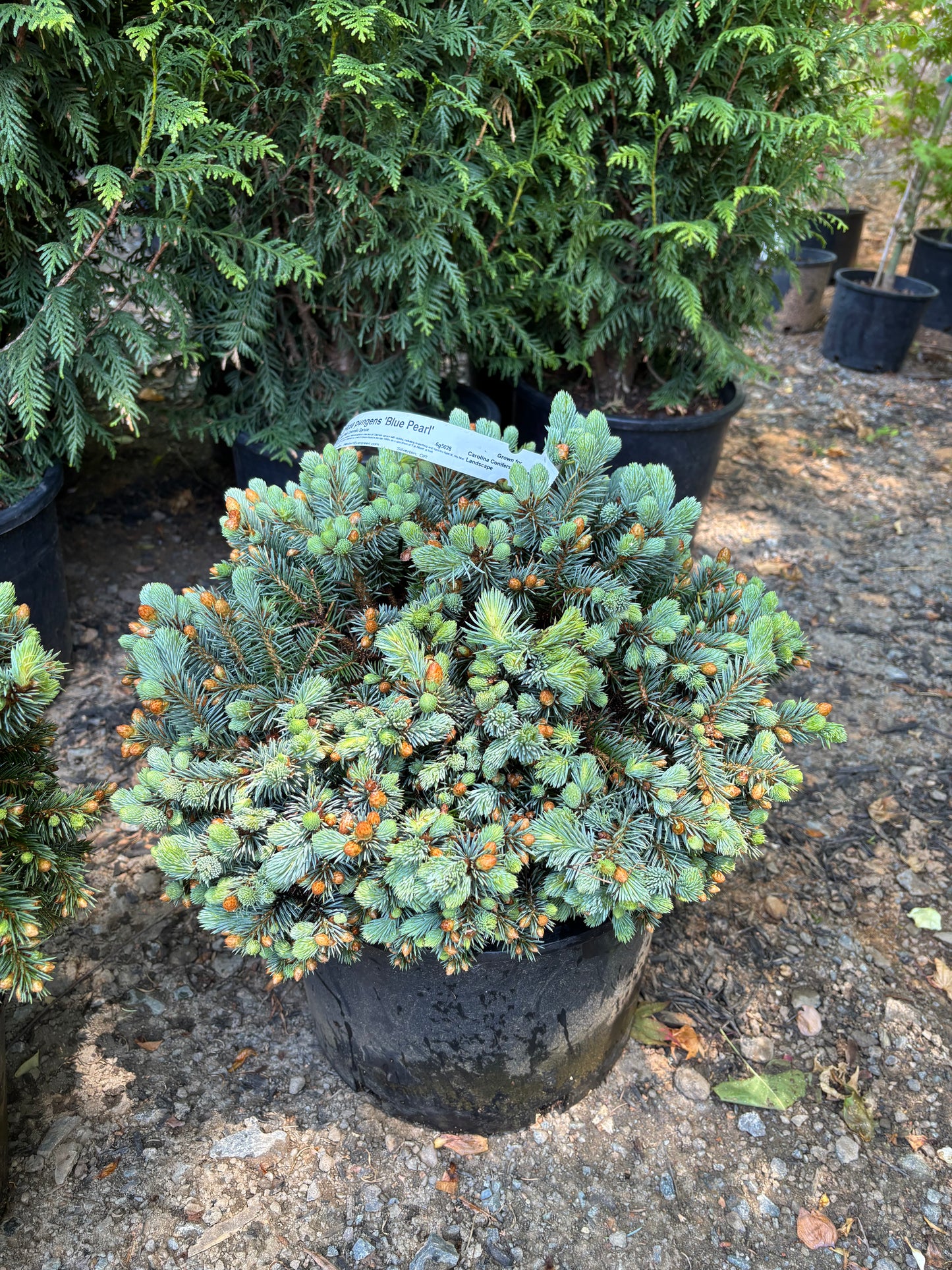Picea pungens ‘Blue Pearl’
