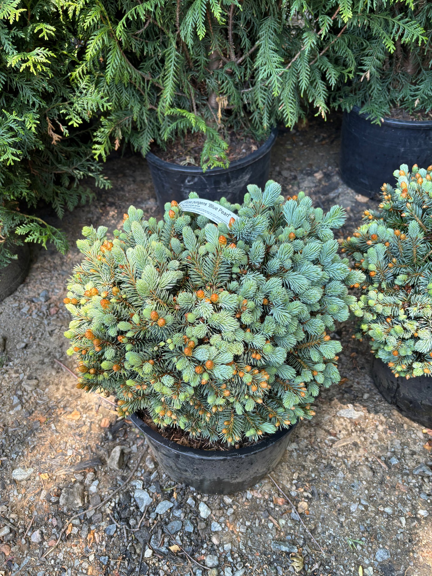 Picea pungens ‘Blue Pearl’