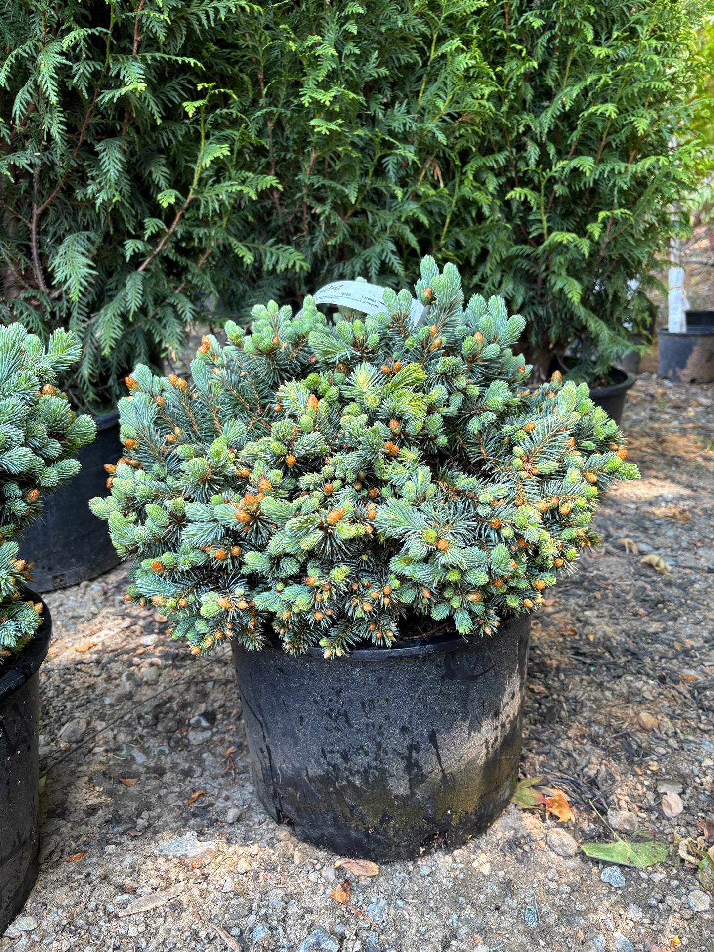 Picea pungens ‘Blue Pearl’