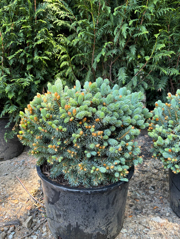 Picea pungens ‘Blue Pearl’