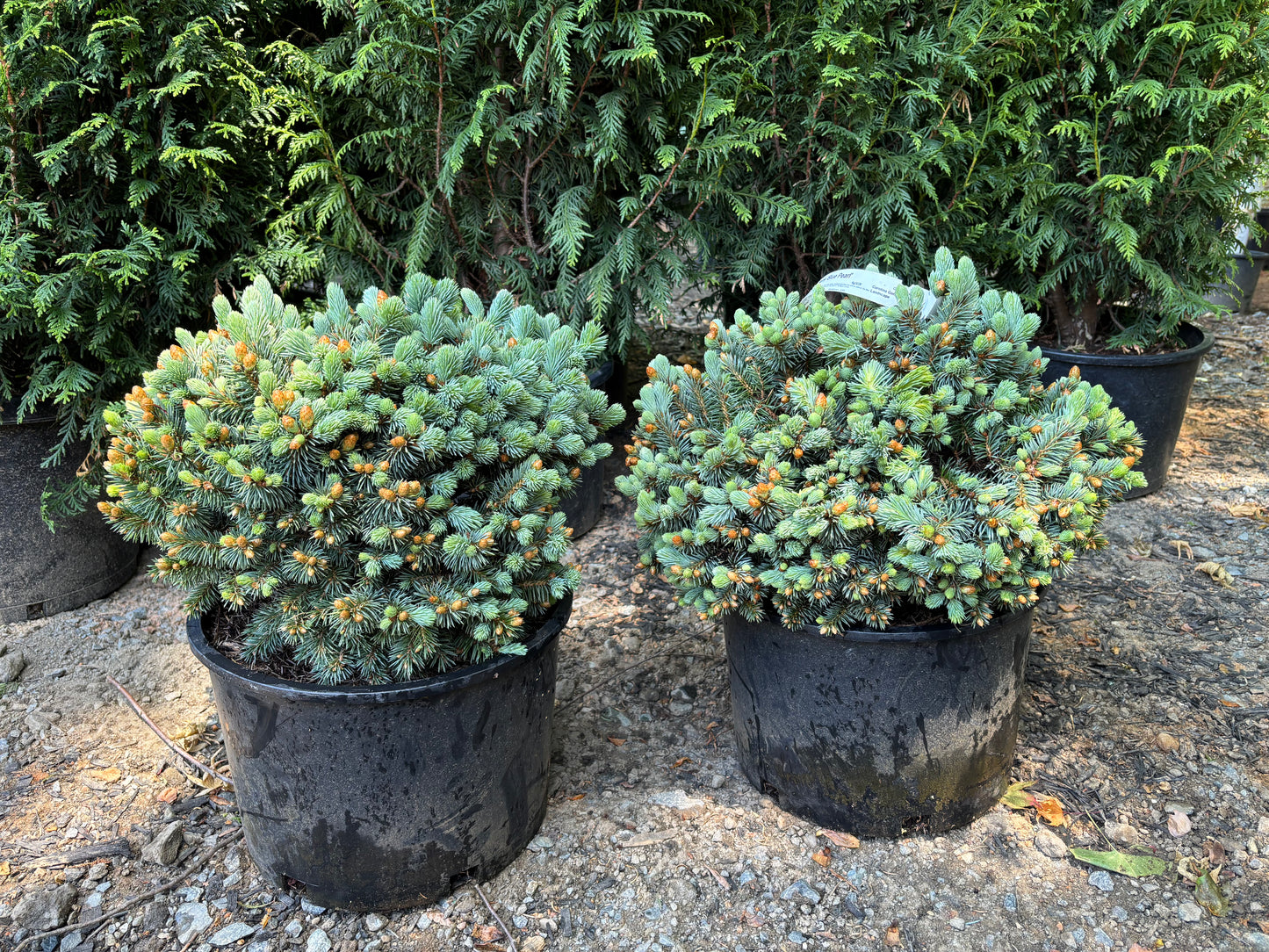 Picea pungens ‘Blue Pearl’