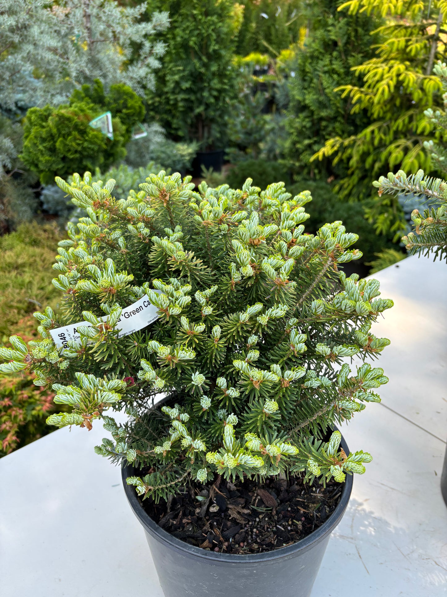 Abies koreana ‘Green Carpet’