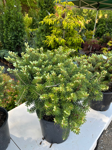 Abies koreana ‘Green Carpet’