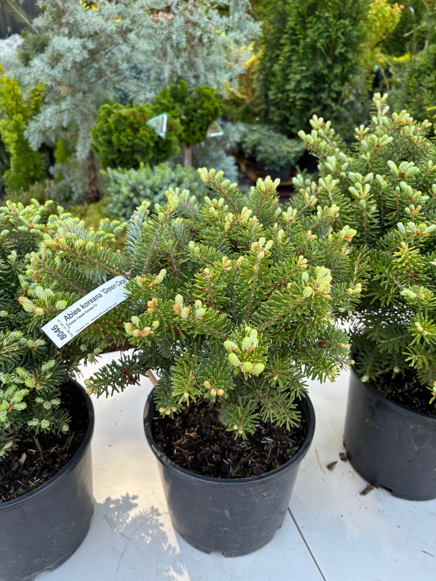 Abies koreana ‘Green Carpet’