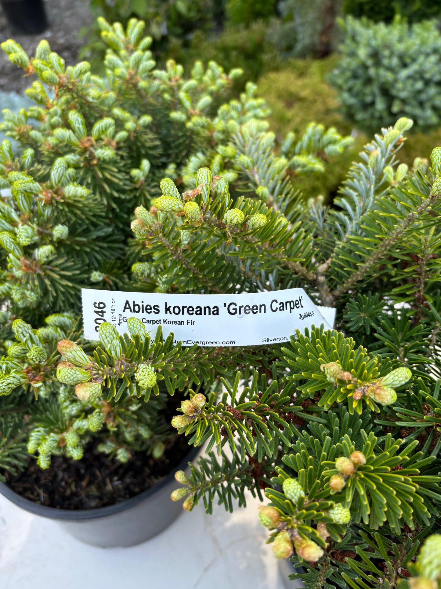 Abies koreana ‘Green Carpet’