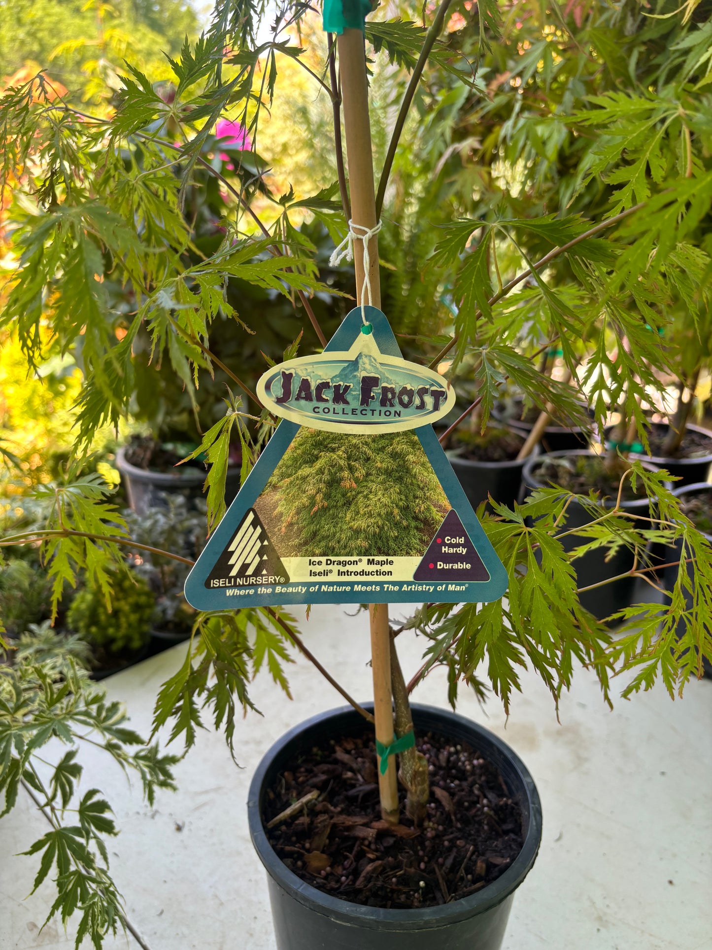 Ice Dragon® Maple – Jack Frost® Collection
