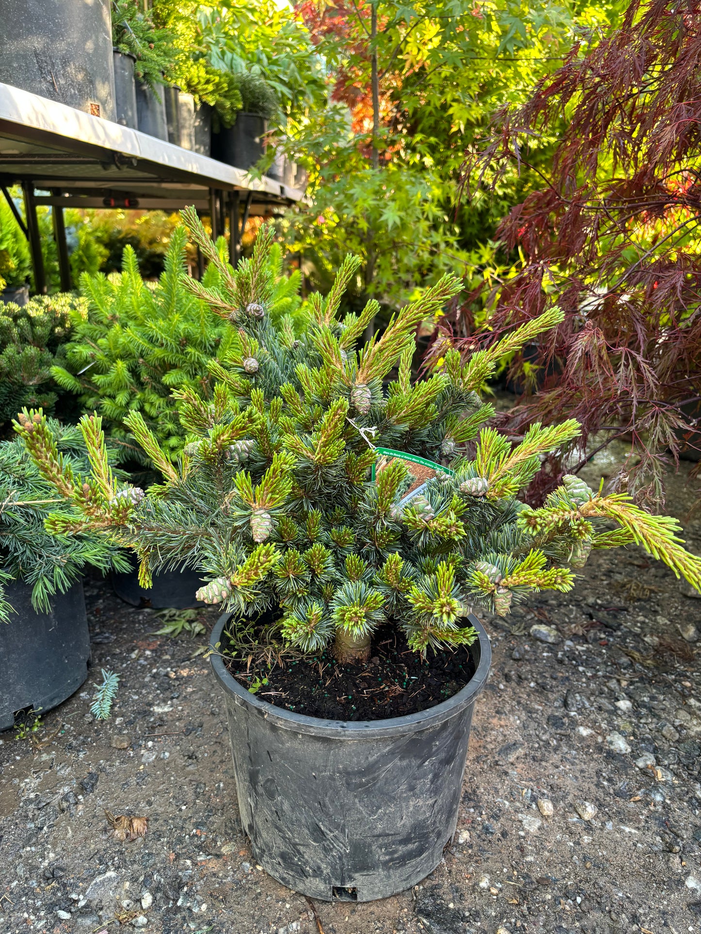 Pinus parviflora ‘Kinpo’