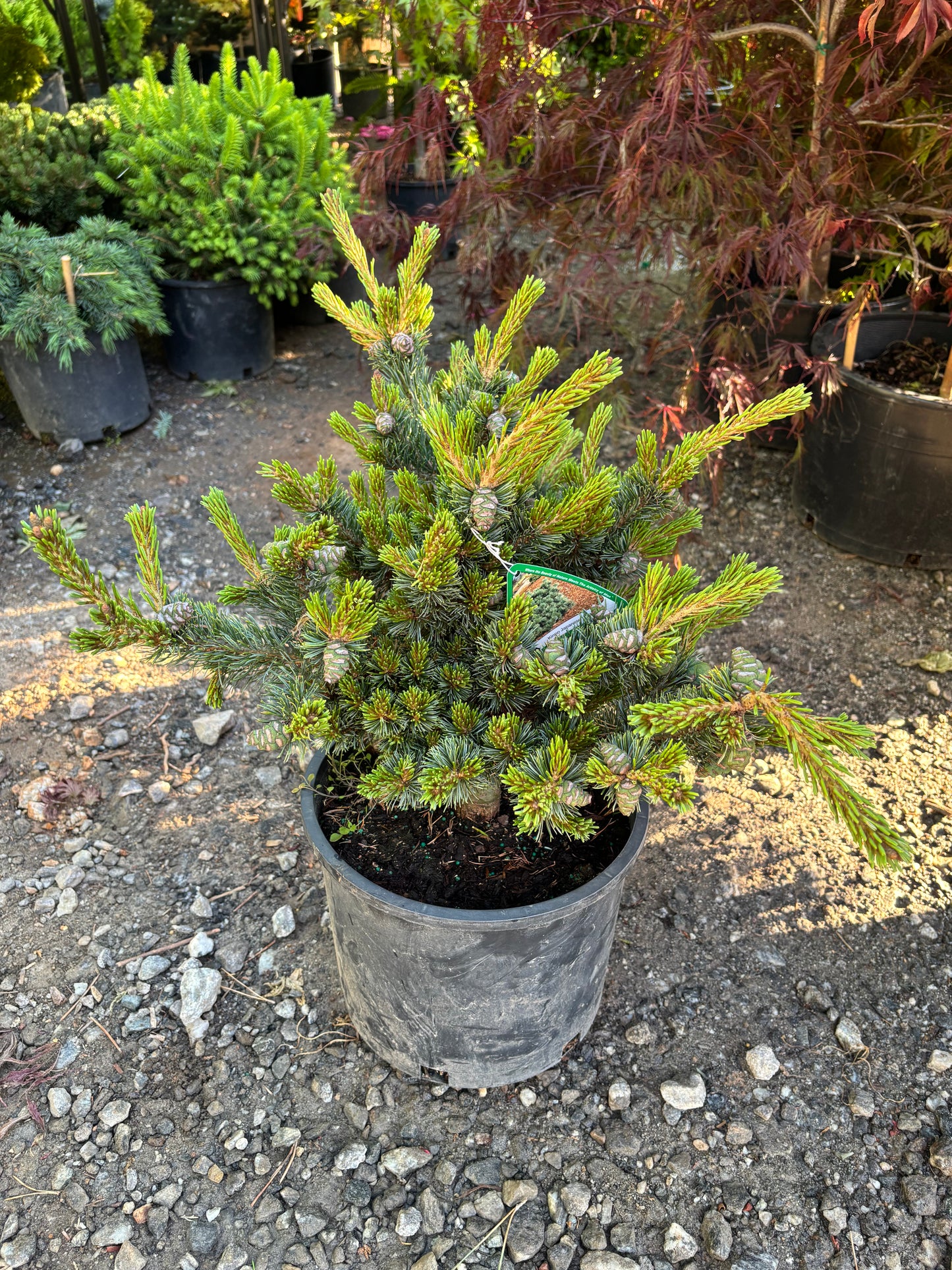 Pinus parviflora ‘Kinpo’