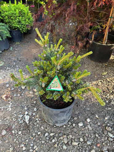 Pinus parviflora ‘Kinpo’