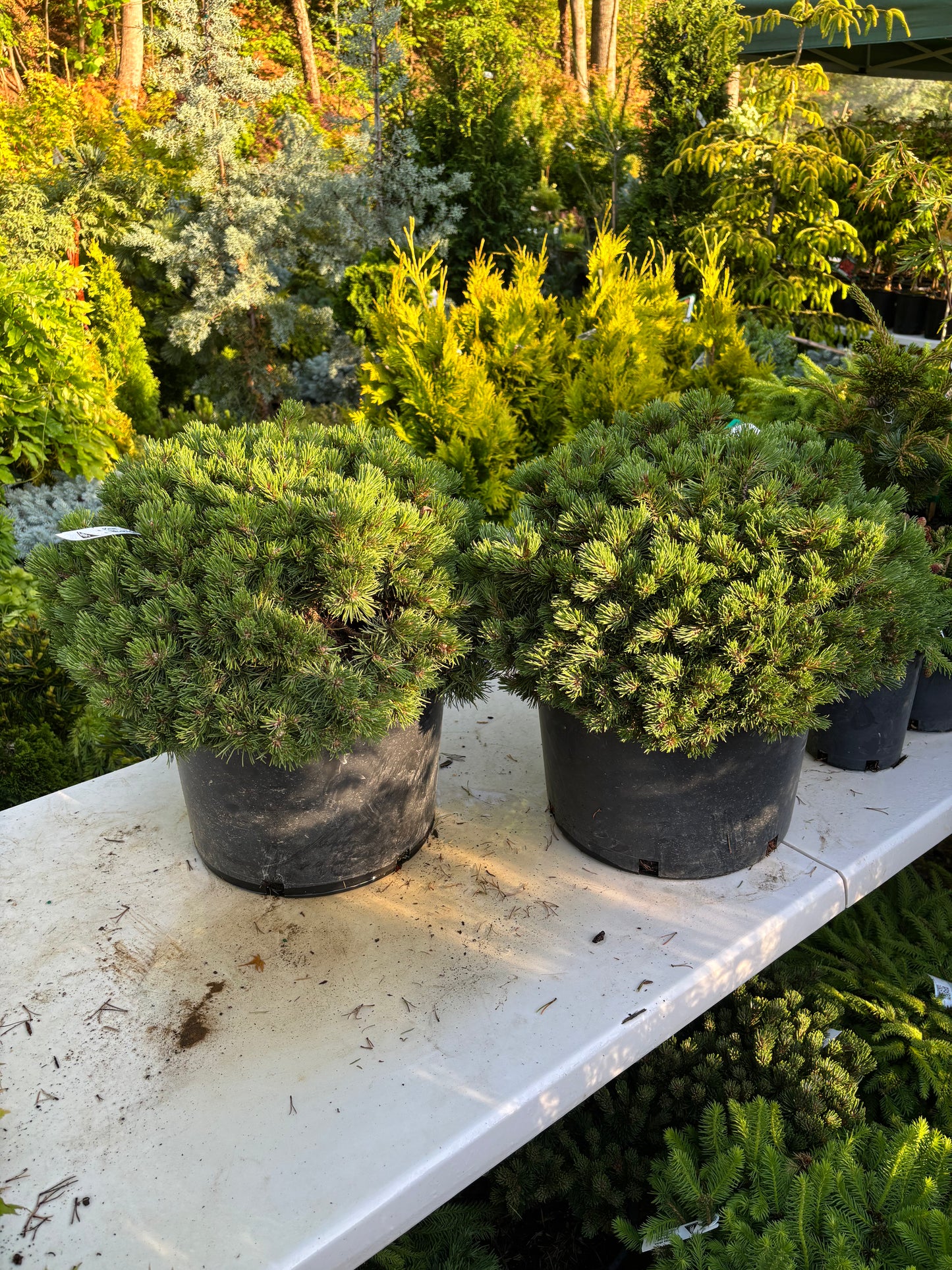 Pinus mugo ‘Moundling’