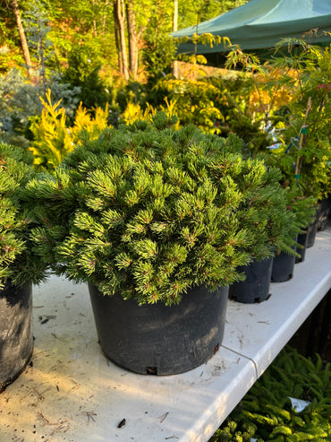 Pinus mugo ‘Moundling’