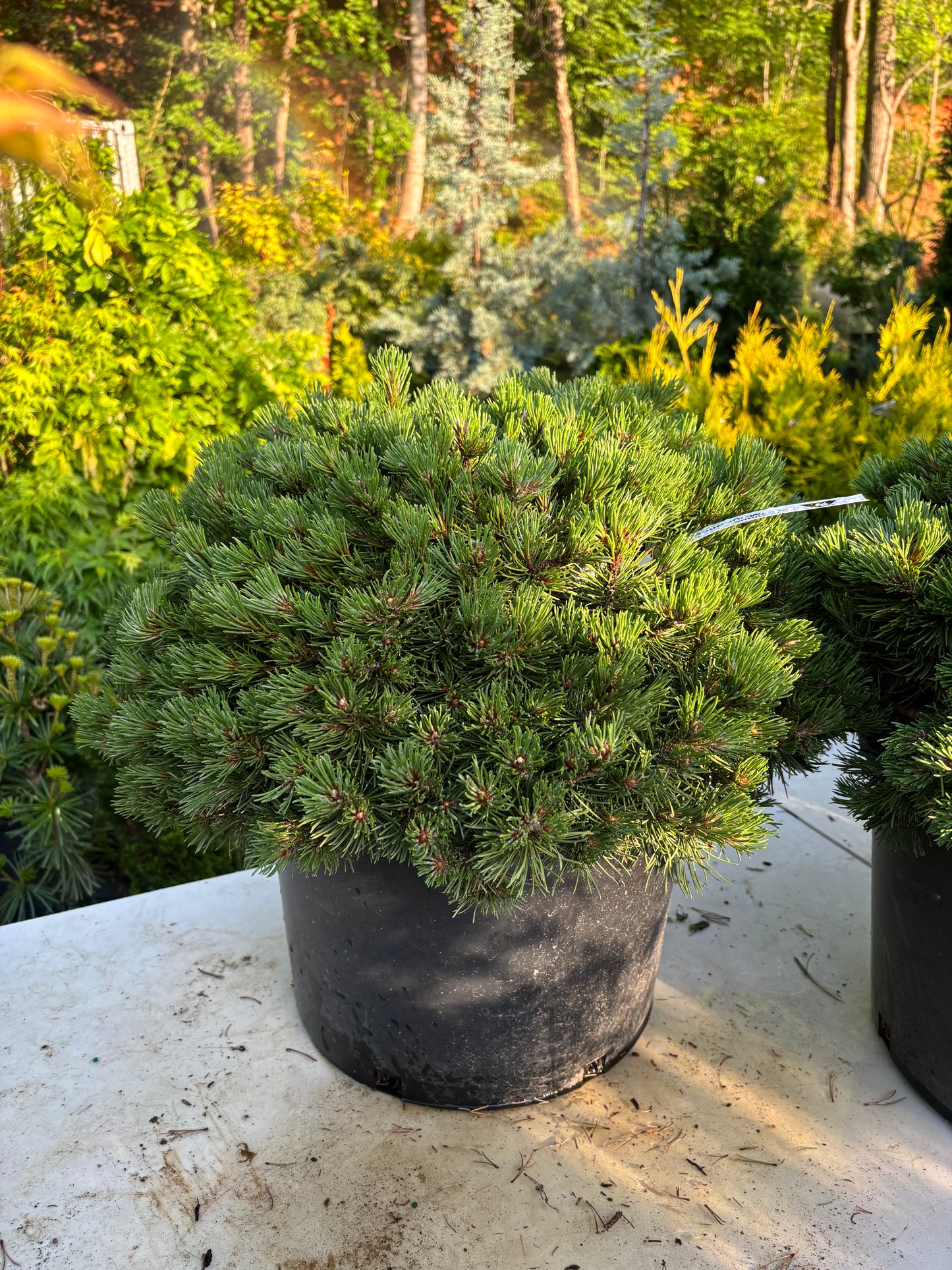 Pinus mugo ‘Moundling’