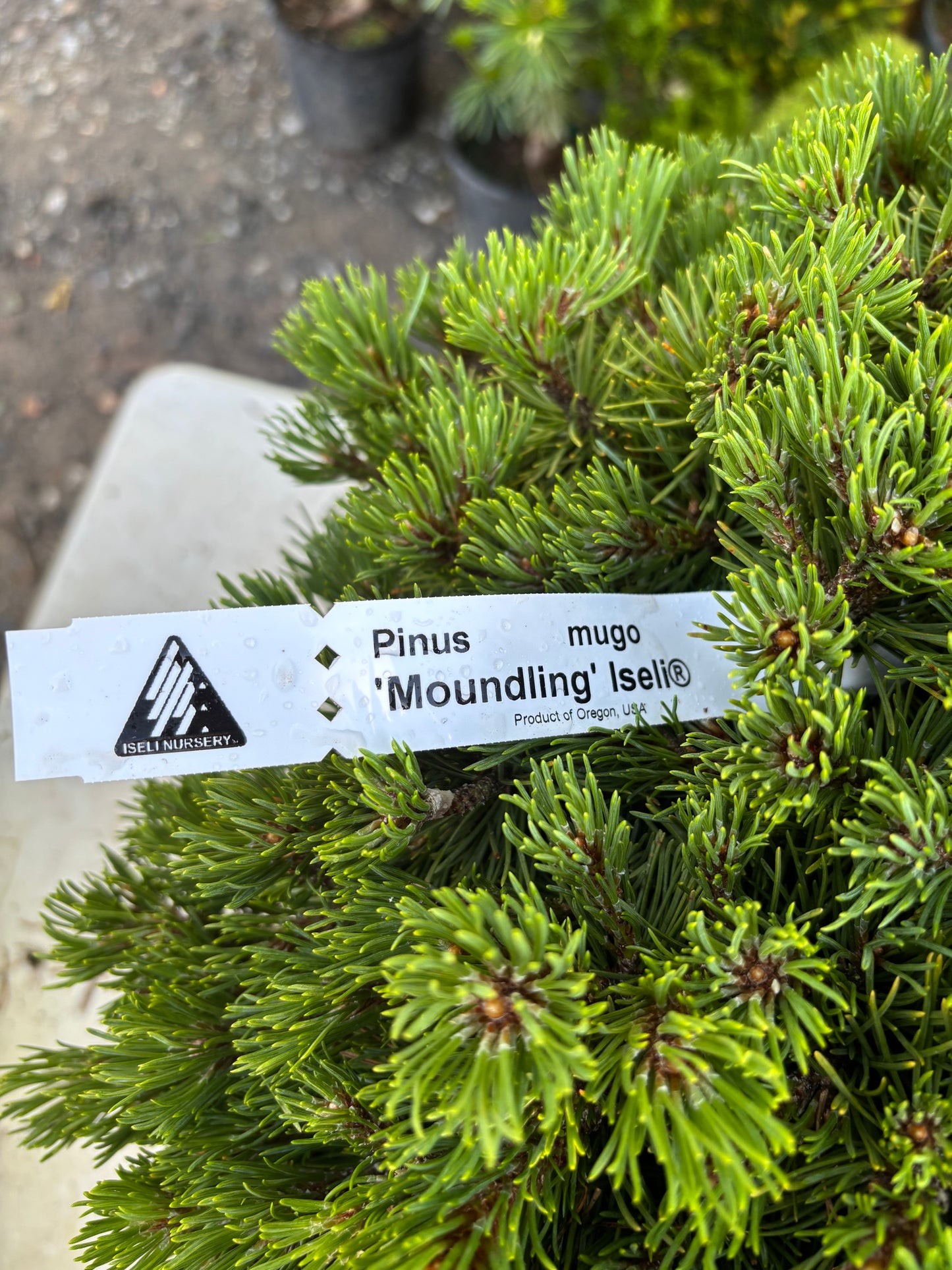Pinus mugo ‘Moundling’