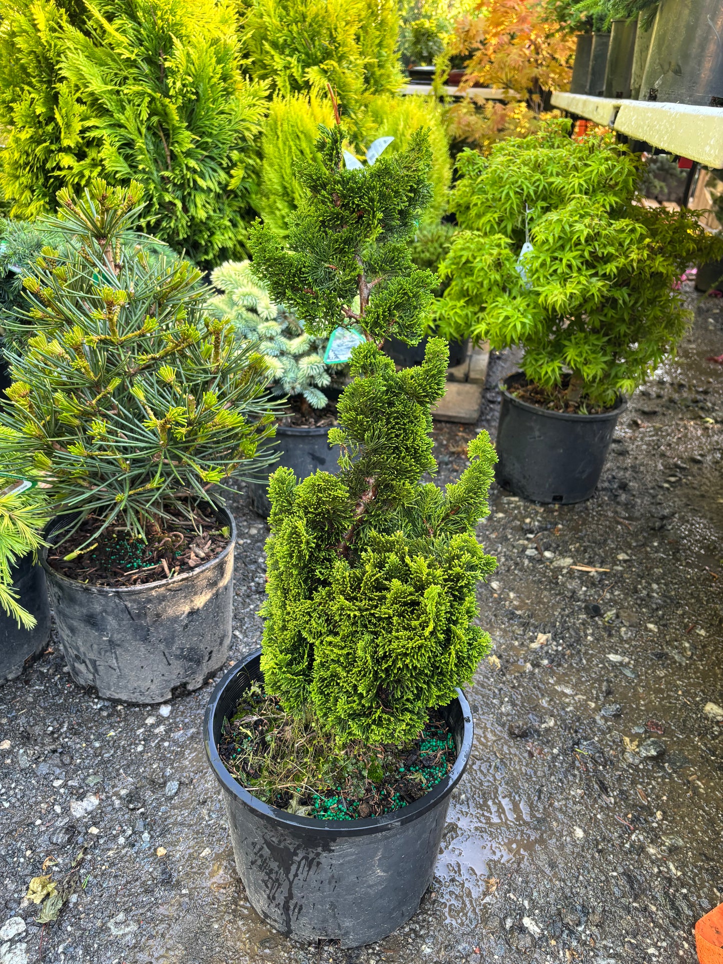Chamaecyparis obtusa ‘Spiralis’