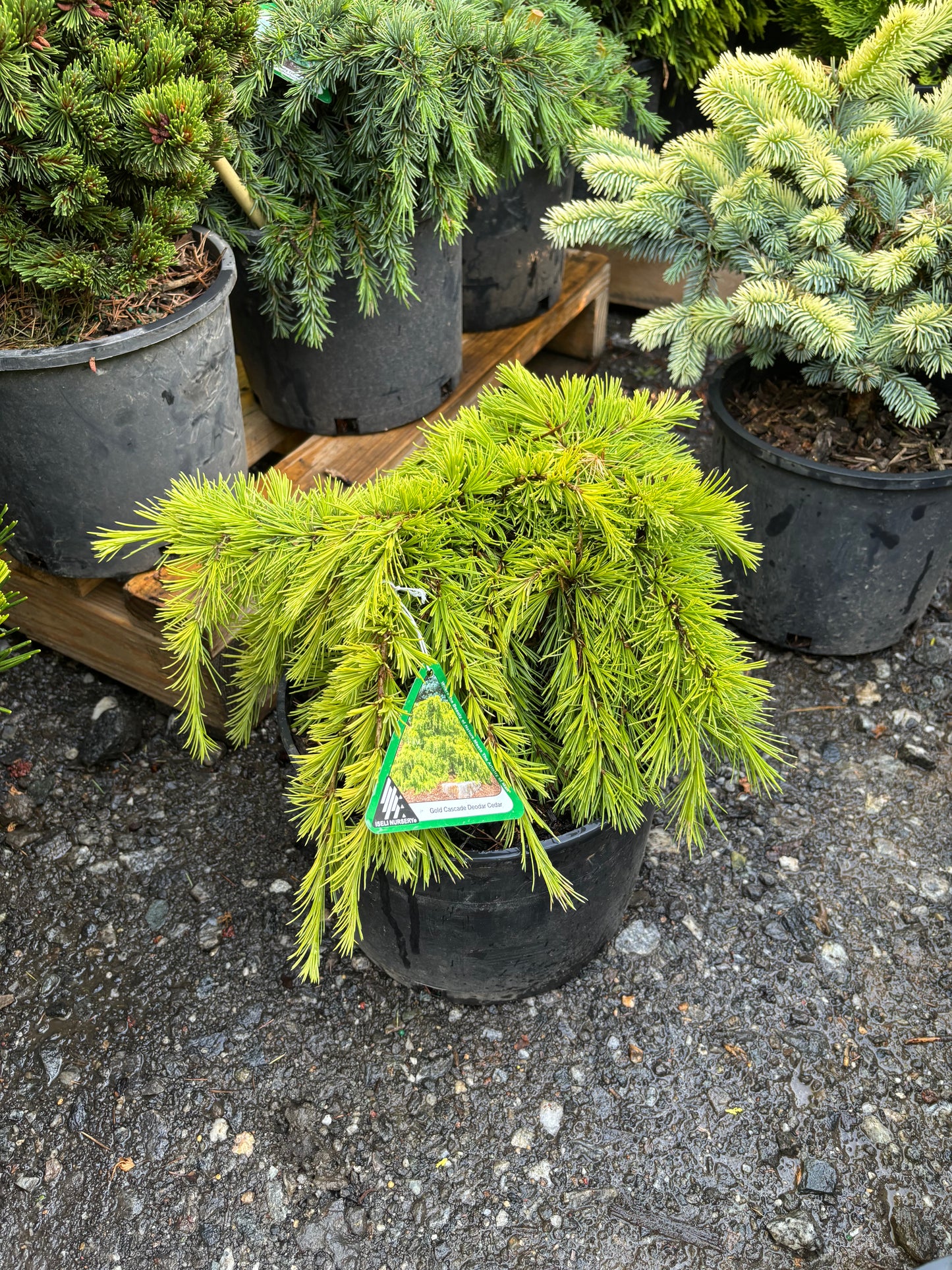 Cedrus deodara ‘Gold Cascade’