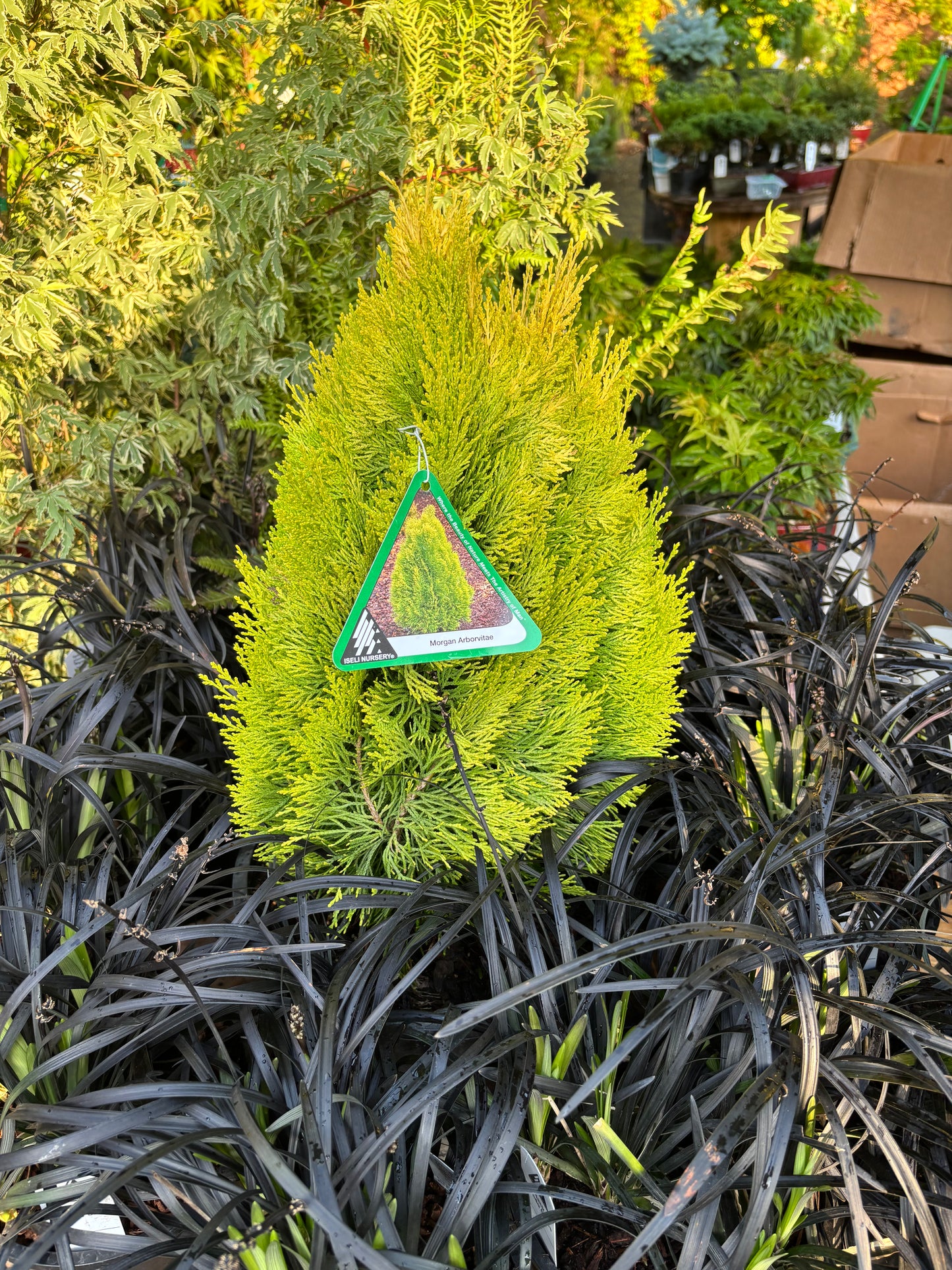 Morgan Oriental Arborvitae