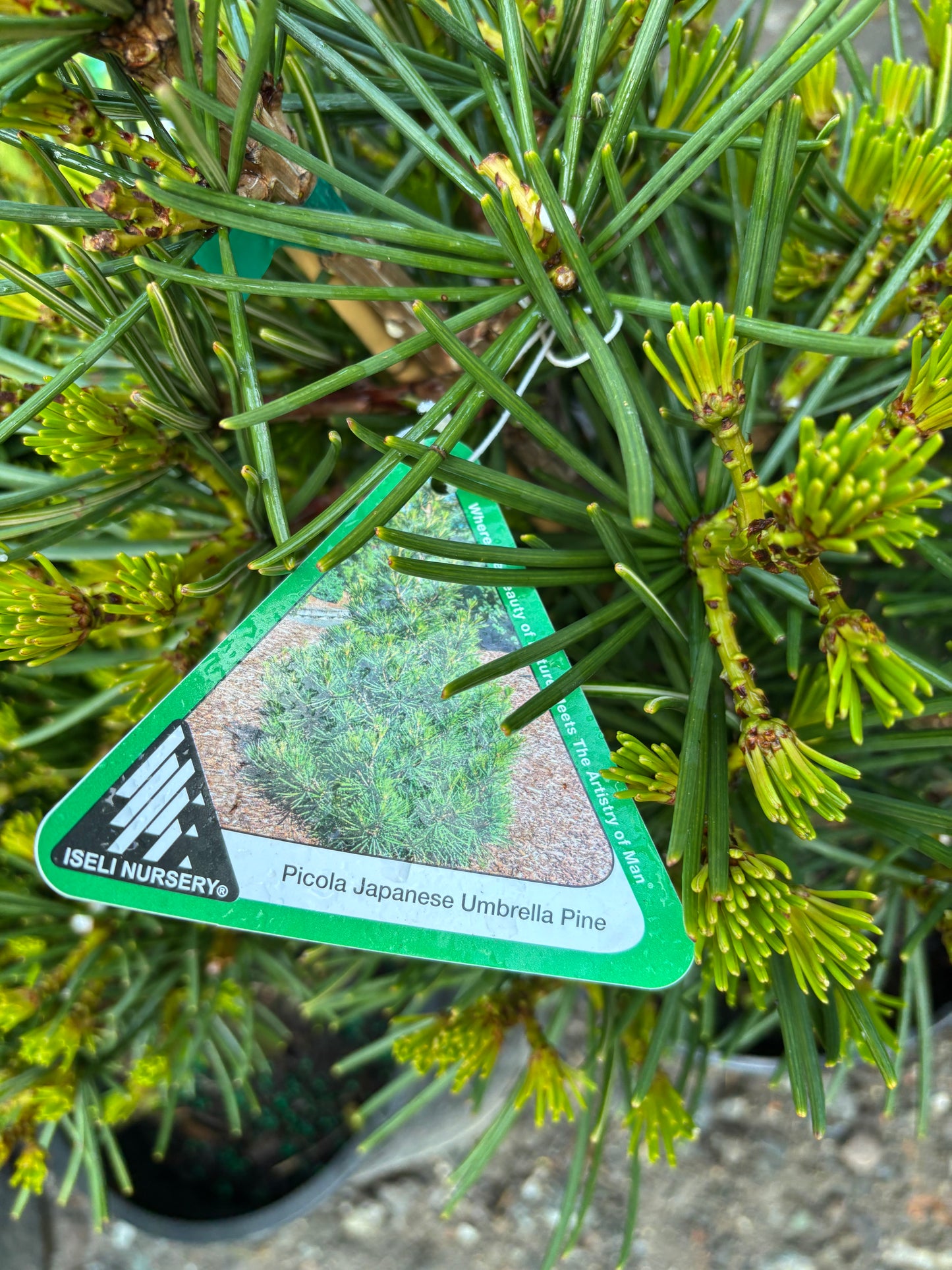 Picola Japanese Umbrella Pine