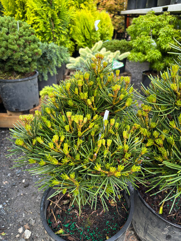 Picola Japanese Umbrella Pine