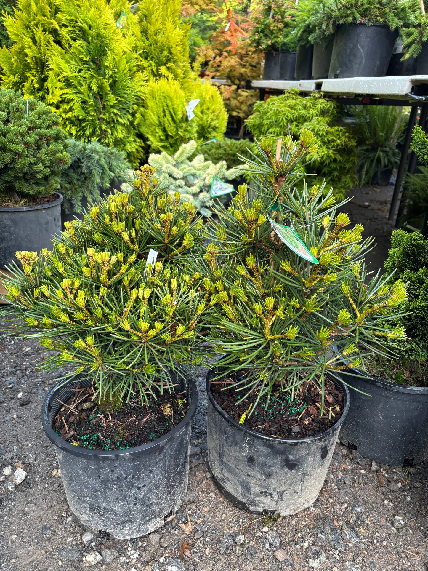 Picola Japanese Umbrella Pine
